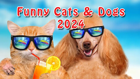 Funny cats dogs 2024