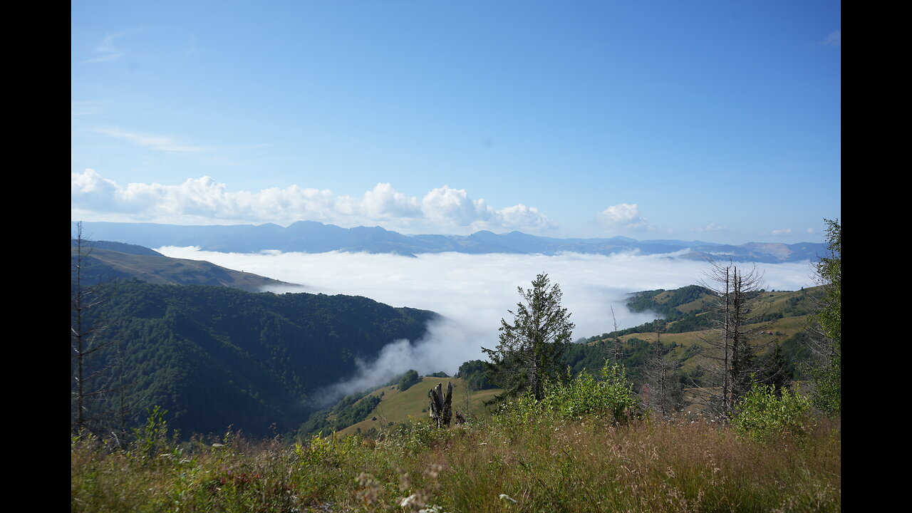 Hard life in the Carpathian Mountains harvesting fir buds - for a delicious syrup