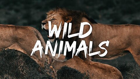 Wild Animals | HD Videos