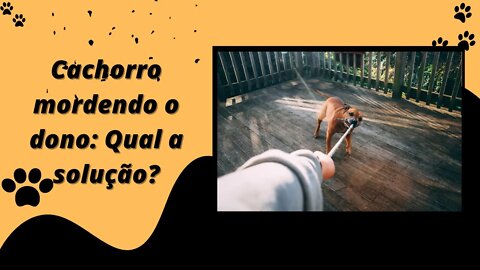 Cachorro mordendo o dono: Qual a solução?