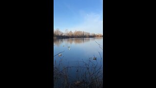 Cocoa On A Long Retrieve Arkansas Duck Hunting