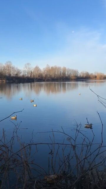 Cocoa On A Long Retrieve Arkansas Duck Hunting