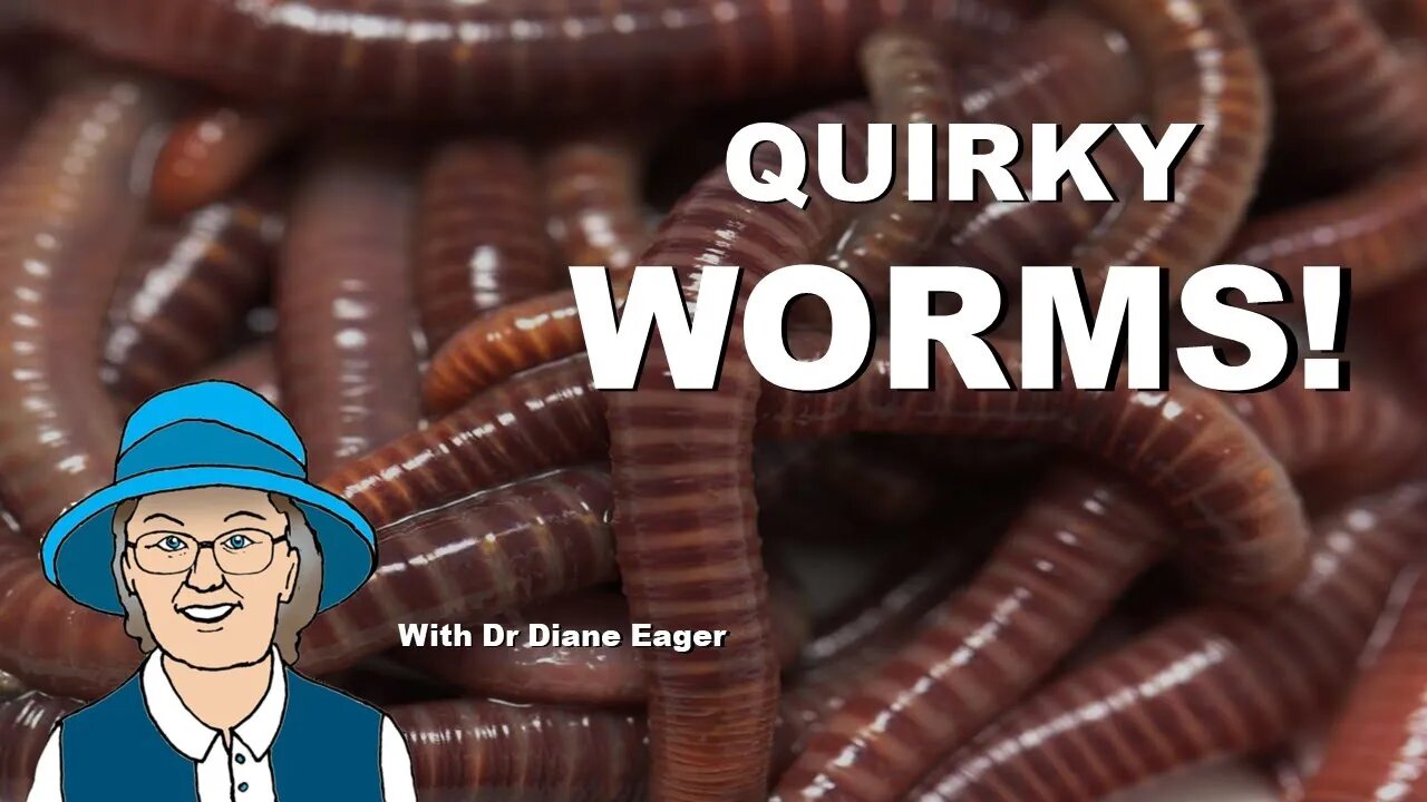 Quirky Worms!