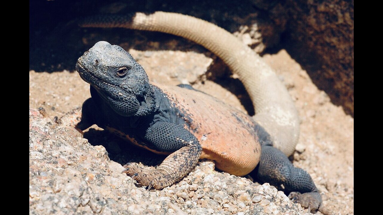 5 Fun Facts About The Chuckwalla