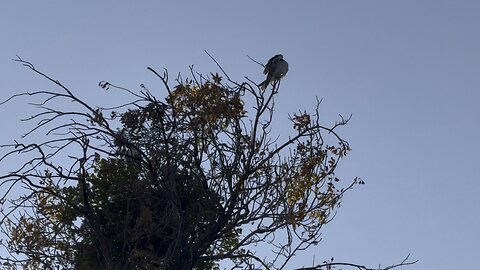 Hawk Perched on top a tree 🌳 next to my home 🏠