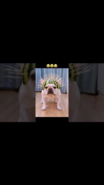 Nice Armor To Protect From The Naughty Cat 🐈