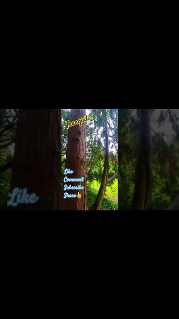 Tranquil🍃 #trees #tree #nature #naturelovers #walking #naturespirit #walkaround #woods #forest