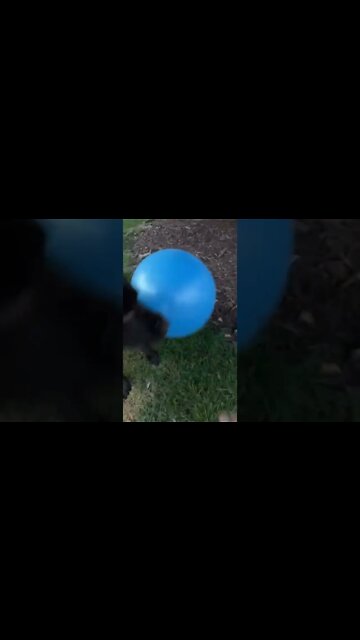 #Labrador loves bouncing balls! #shorts! #shortsvideo #nightcap