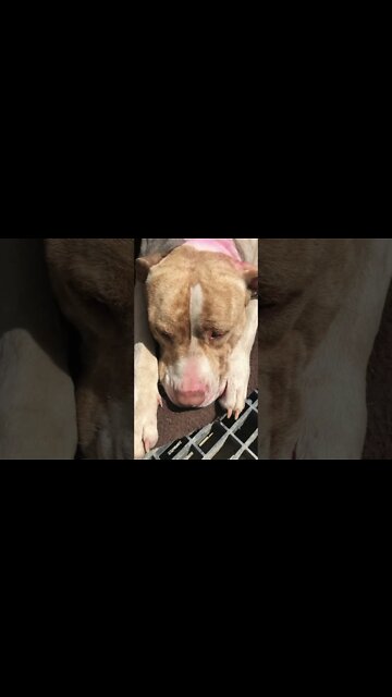 The happiest dog in the world is not his happy self today