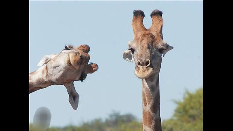 funny animal, cute baby