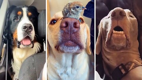 Funny Animal Videos 2023 😇 - Funniest Dogs and Cats Videos