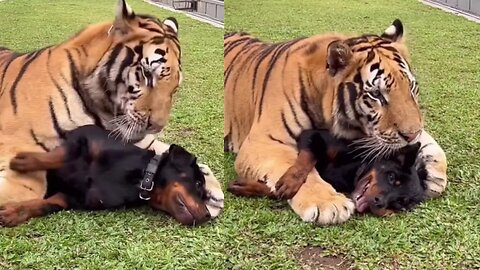 Tigers Friendship with Dog 😍 - viral