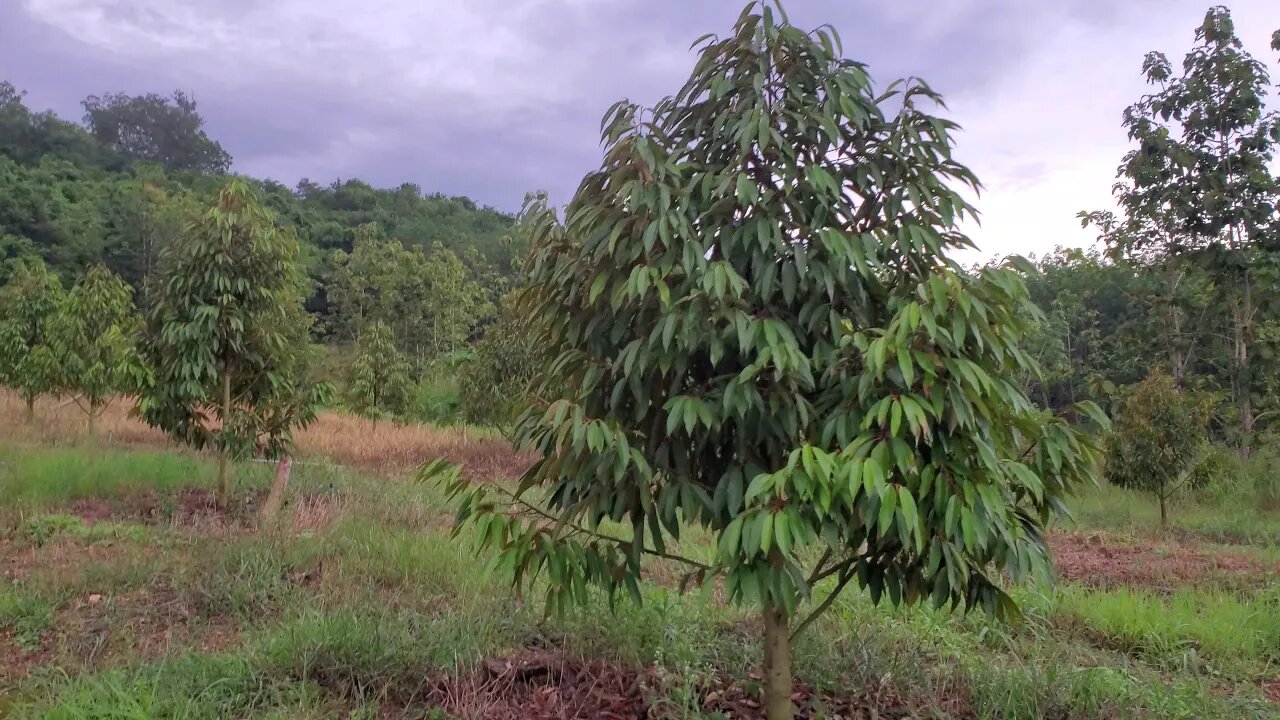 Rain Patterns in Thailand and How it Effects Fruit Farming