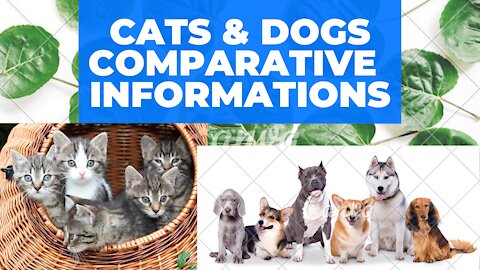 CATS & DOGS COMPARATIVE INFORMATIONS