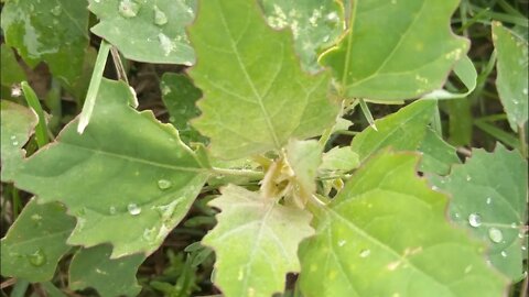 Eat Lambs quarter without raising sheep.