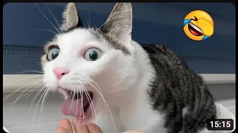 Funny Animal videos 2023 #14