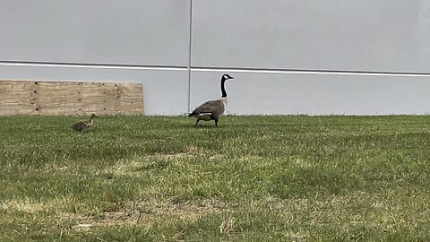 The daily lunch time parade