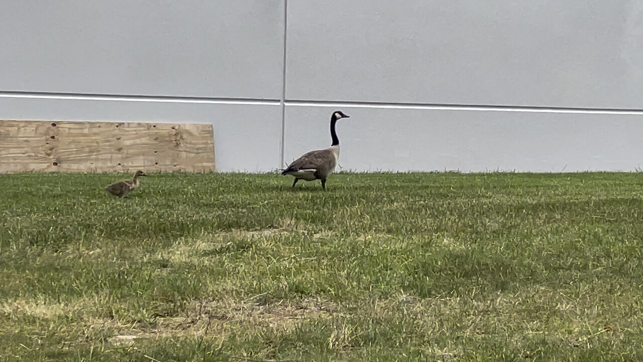 The daily lunch time parade