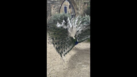 How to treat peacock