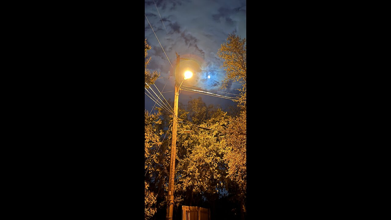 🎼🦁❤️😔📜😔❤️🦁🎼