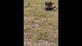 Killdeer bird on nest pt1