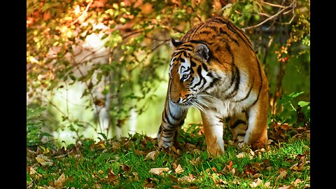 Ultimate Wild Animals Collection in 8K ULTRA HD / 8K TV