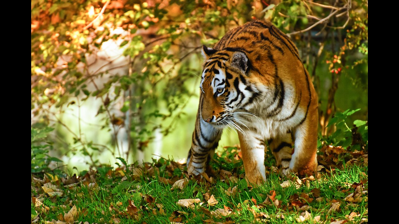 Ultimate Wild Animals Collection in 8K ULTRA HD / 8K TV