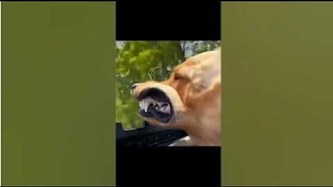 funny animal videos