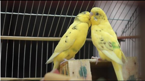 Attractive Birds 2021