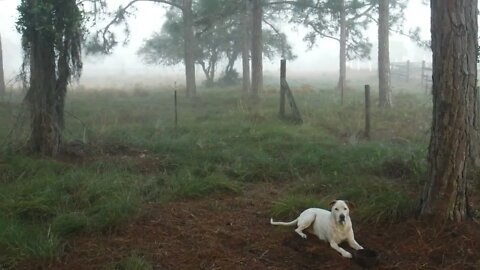 Morning Fog