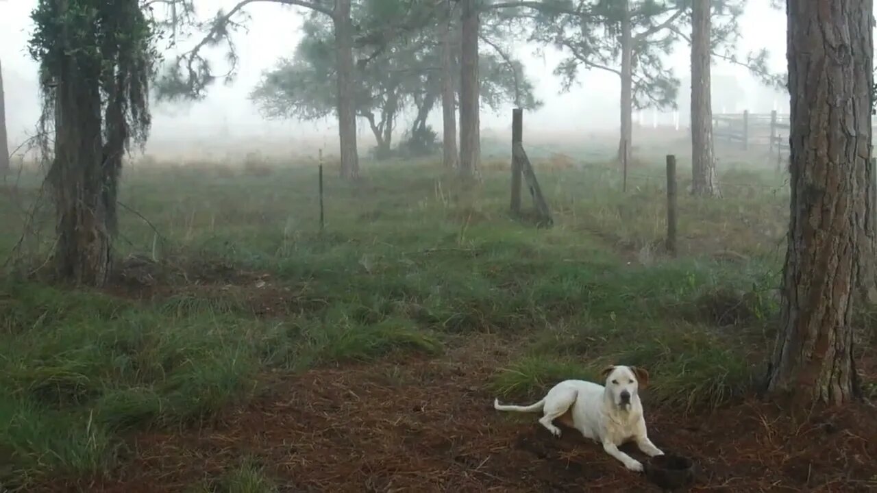 Morning Fog
