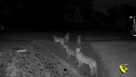 CDFW Makes Progress on State Mountain Lion Project