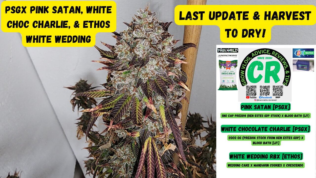 PSGX Pink Satan, White Choc Charlie, & Ethos White Wedding Medical Cannabis Last Update & Cut To Dry