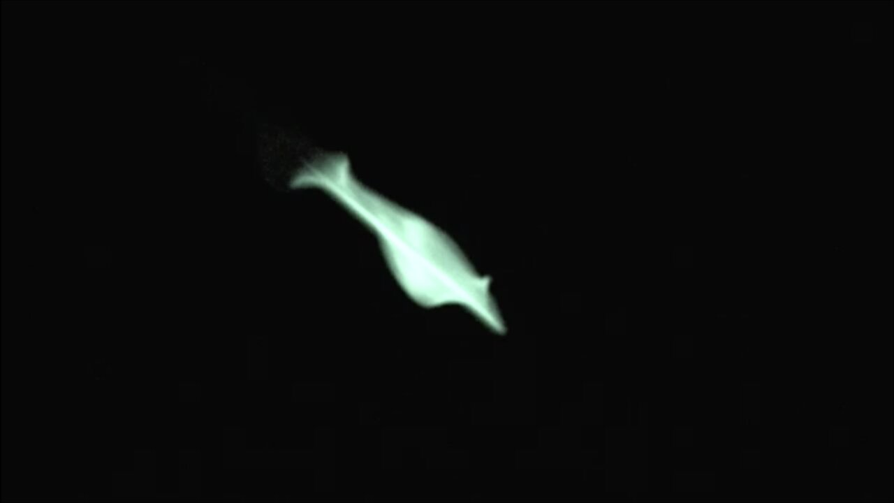 IDENTIFIED Barbell UFO ET Drones Over Adelaide 1 October 2022