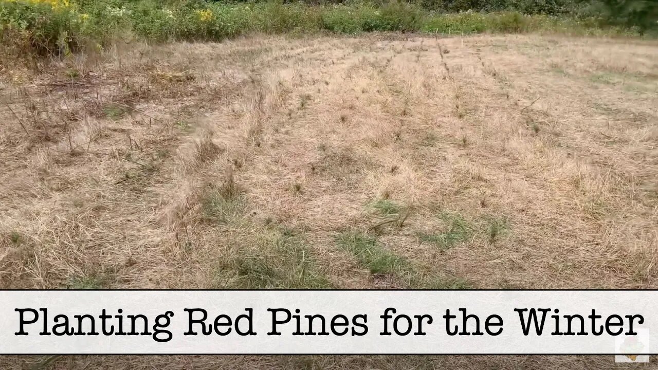 Planting the Red Pines for Winter Sept 6, 2020