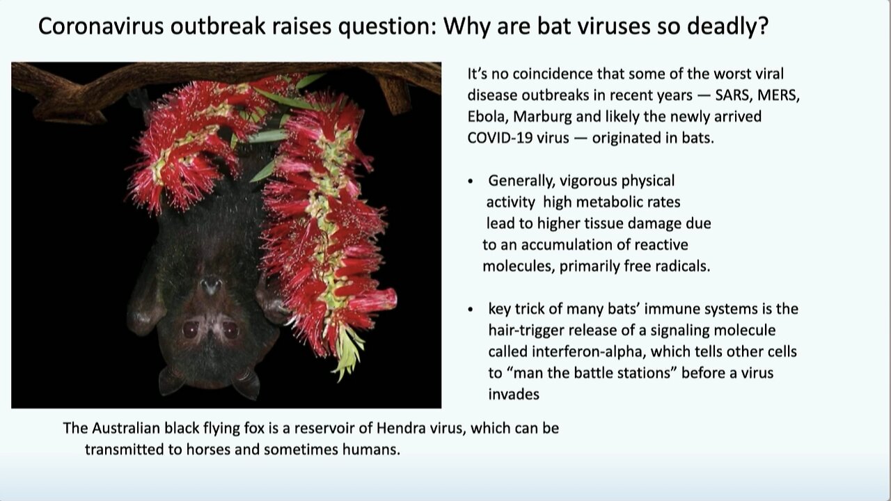 Dr. Judy Mikovits | "Coronavirus, Why Are They Bad? Well Bats Are Big Flying Rats!"