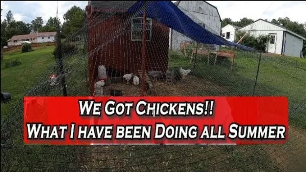 We Got Chickens!! What I have been up to all summer