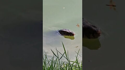 Reptilian creature peaking out of a lake 🤯