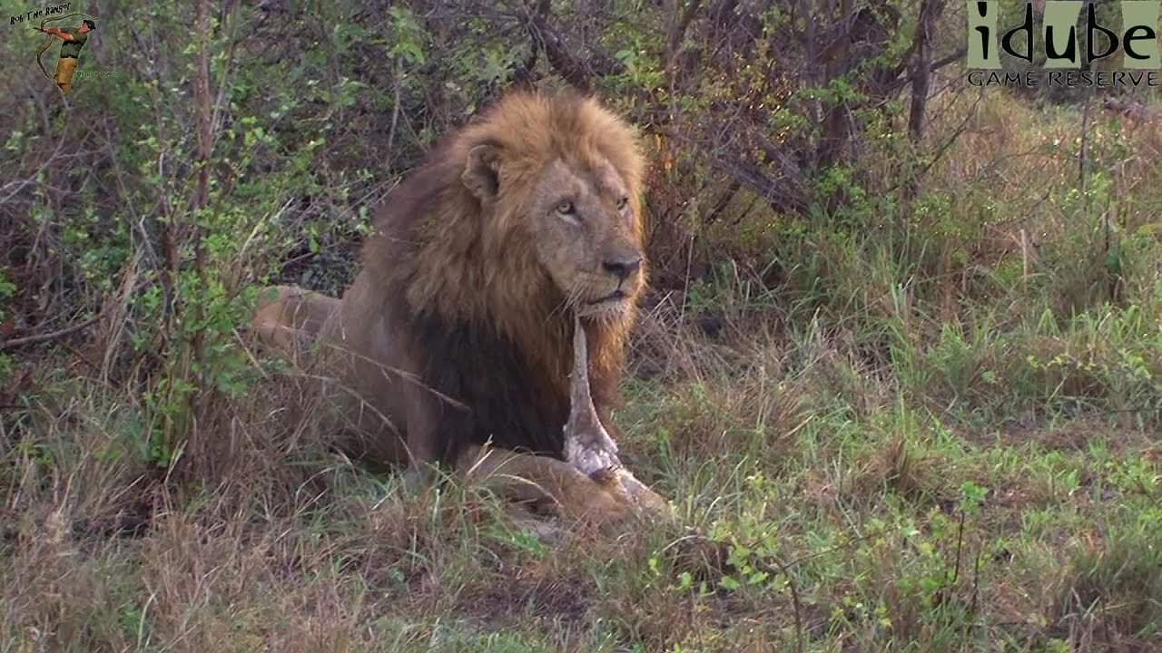 Lion Cubs Try To Roar as Dad Finishes Breakfast!