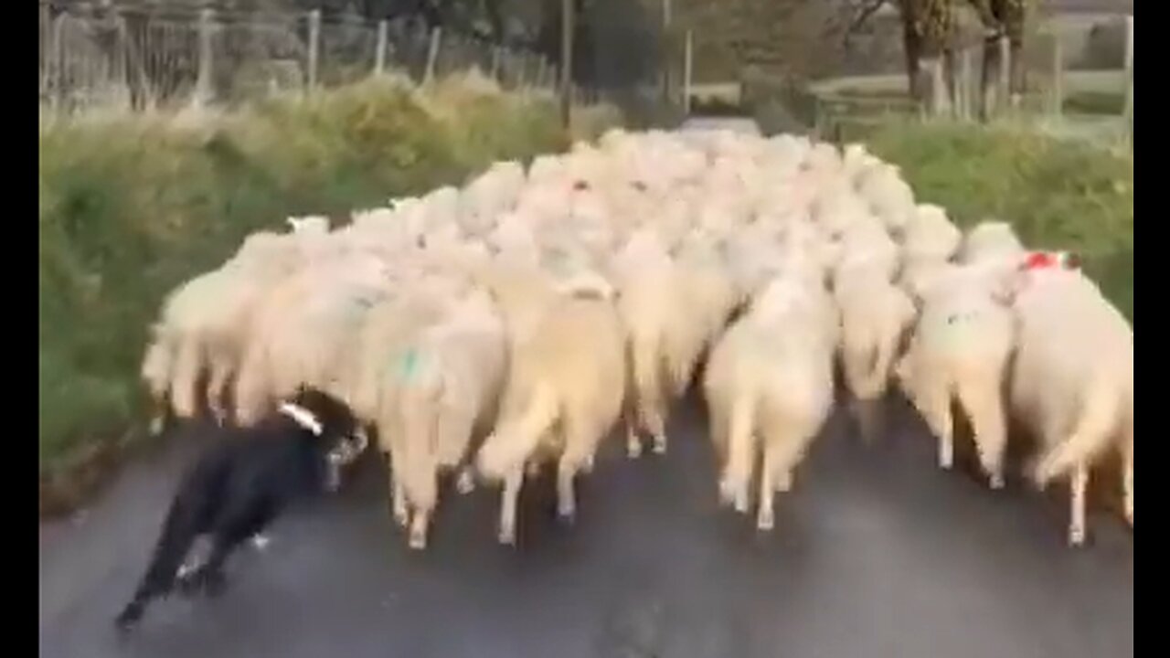 Sheep Dog Working The Flock