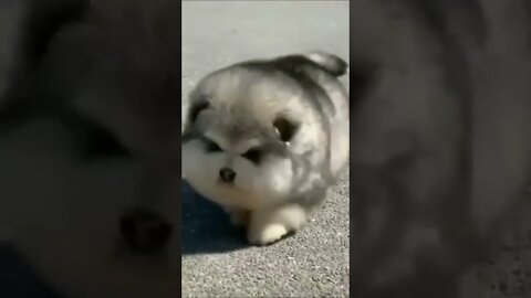 Funny puppy Videos,funny Videos, funny puppies,cute puppies Videos,#ytshorts #animals #viral