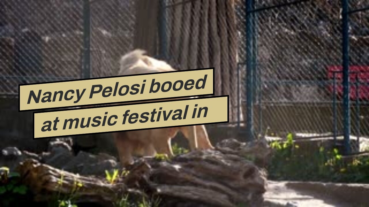 Nancy Pelosi booed at music festival in NYC