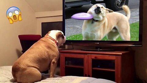 Funniest animals 2023 🐱🐶 In tiktok 😂 Funny and Fails Pets Video 😂