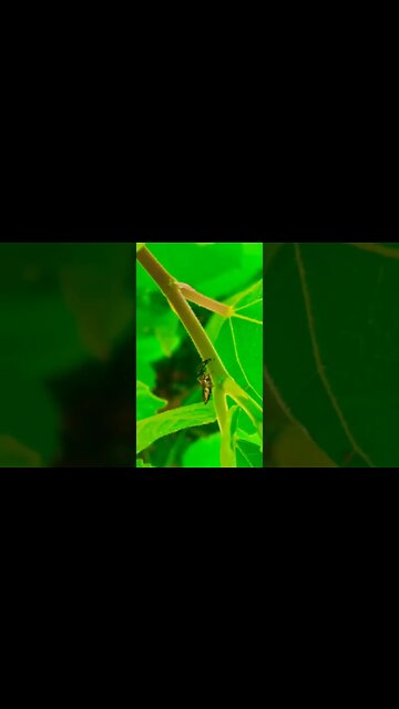 did you see that? #shorts #shorts