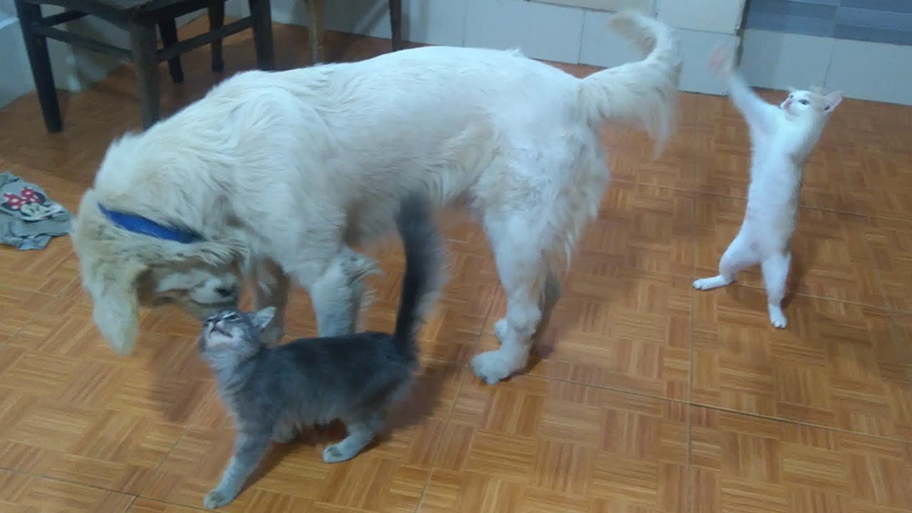 Big Dog Said To Kittens_ So Angry, Why Do You Keep Pissing Me Off_