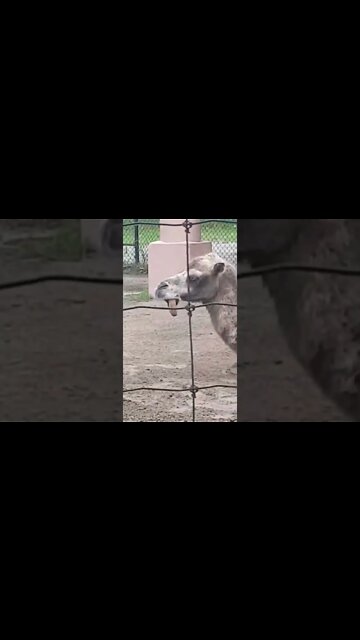 Derpy camel with it’s tongue out