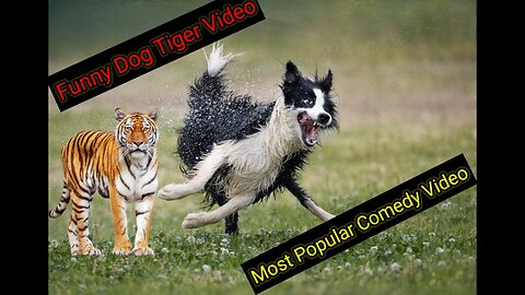 Troll Prank Dog Funny & fake Lion and Fake Tiger Prank To dog Best Dog Comedy