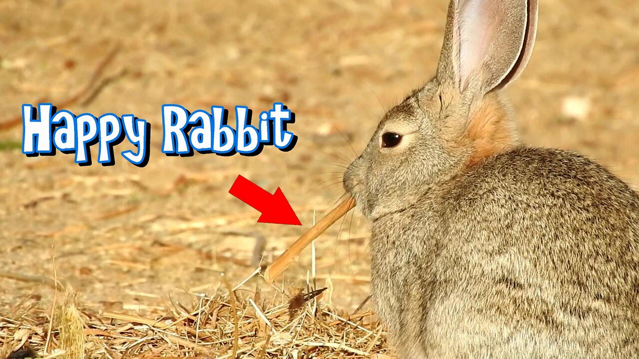 Desert Rabbit Happy And Content Eating A Stick #AnimalVideo