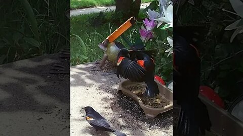 Red Winged Blackbird Fight #Shorts 🌻