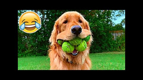 Funny Videos